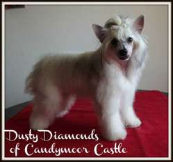 Dusty Diamonds Of Candymoor Castle Dusty Diamonds Of Candymoor Castle