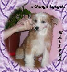 Malinka Z Gangu Lysych Malinka Z Gangu Lysych