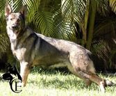 Xena Eqidius CS