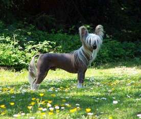 Proud Pony Most Wanted Proud Pony Most Wanted