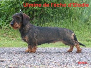 Ulmine de l'écho d'elodie Ulmine de l'écho d'elodie