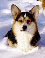 Ermyn Snowdrop Ermyn Snowdrop