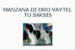 Manzana Di Oro Vaytel Tu Saksis Manzana Di Oro Vaytel Tu Saksis