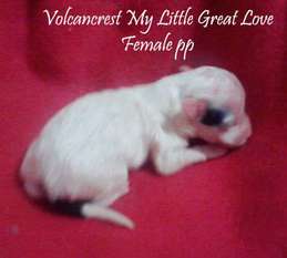 Volcancrest My Little Great Love Volcancrest My Little Great Love