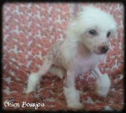 Fresa De Le Chien Bourjois Fresa De Le Chien Bourjois