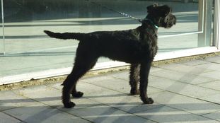 Dutydog's Astrid Dutydog's Astrid