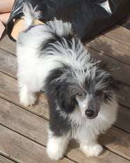Brunius Falcor Brunius Falcor