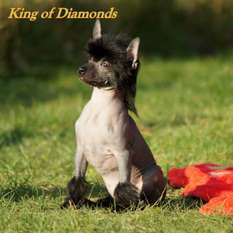 Fiona King Of Diamonds Fiona King Of Diamonds