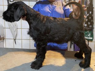 Igor von der Stumpfenburg Igor von der Stumpfenburg