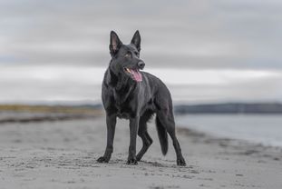 Oggywons Dagmar Oggywons Dagmar