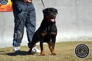 Rottguardian Ola Rottguardian Ola
