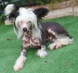 Cat's China Dogs Top Trophy Cat's China Dogs Top Trophy