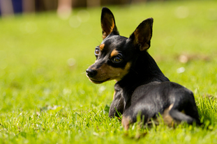 Elvis little king aus dem Kahlgrund Elvis little king aus dem Kahlgrund