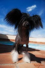 Tippytoes Le Faiseur De Miracle Tippytoes Le Faiseur De Miracle