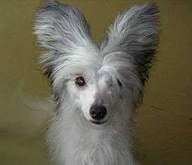 Rovanni Dgokattolo Kennel *c Pride Rovanni Dgokattolo Kennel *c Pride
