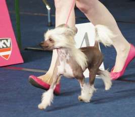 Bow Chicka Wow By Angel-crest Bow Chicka Wow By Angel-crest