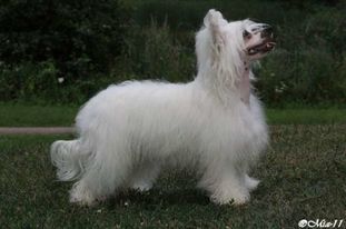 Secret Line's White Tirlittan Secret Line's White Tirlittan