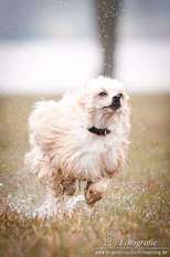 Be My Dog's App To Impress Be My Dog's App To Impress