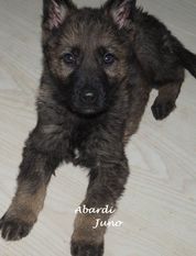 Abardi Juno Abardi Juno