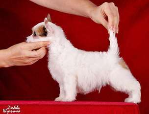 My Vanity Fair Artur (puff) My Vanity Fair Artur (puff)