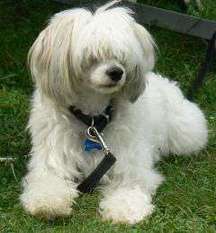 Dogtrix Absoluta Alfons Dogtrix Absoluta Alfons
