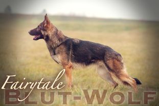 Fairytale Blut-Wolf Fairytale Blut-Wolf