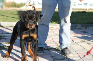Sir Pablo von Haus of Ekinoxus Sir Pablo von Haus of Ekinoxus