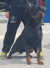 Dooge, ROI LO15183608 Dooge, ROI LO15183608