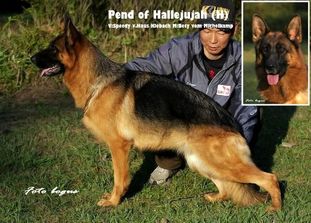 Pend of Hallelujah Kennel Pend of Hallelujah Kennel