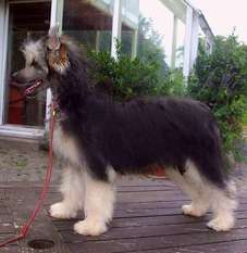 Be My Dog's Proud N Smart Be My Dog's Proud N Smart