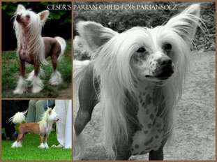 Ceser's Parian Child For Pariansoez Ceser's Parian Child For Pariansoez