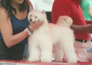 Phantom Girl De Bandedogge Phantom Girl De Bandedogge