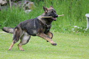 Kaylie von der Glacis Kaylie von der Glacis