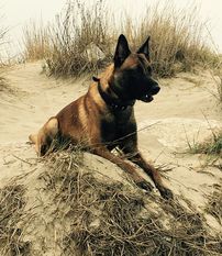 Bandit vom Hause Diethelm Bandit vom Hause Diethelm