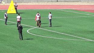 Txakur-Bai Dmdingo Txakur-Bai Dmdingo
