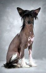 Hairicane Magic Daretobebare Hairicane Magic Daretobebare