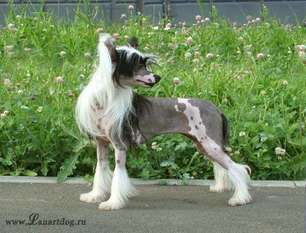 Lanart Bilberry Ksolo Club Lanart Bilberry Ksolo Club
