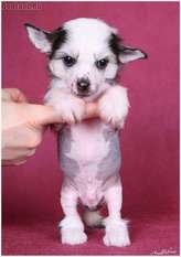 Dogland Happy A Dogland Happy A