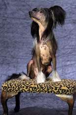 Hebblas Sir Skippy Hebblas Sir Skippy
