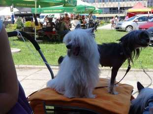 Siciliana Cantabile Dogs Siciliana Cantabile Dogs