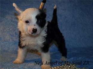 Neji Angel Of My Soul Zingall Roz Neji Angel Of My Soul Zingall Roz