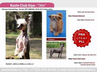 Ksolo Club Eiya Ksolo Club Eiya