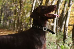 Cooper von Warringhof Cooper von Warringhof