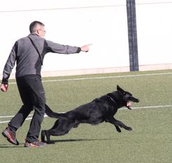 Apoll del Llop Apoll del Llop