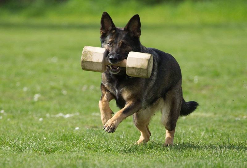 Pina vom Klüttenplatz workingdog