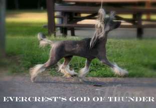 Evercrest's God Of Thunder Evercrest's God Of Thunder