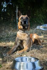 Monty P. vom Holzhäuser Flur Monty P. vom Holzhäuser Flur