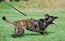 Canine For Use Darra