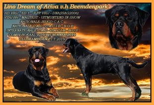 Lino Dream of Aciva van het Beemdenpark Lino Dream of Aciva van het Beemdenpark