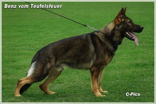 Benz vom Teufelsfeuer Benz vom Teufelsfeuer